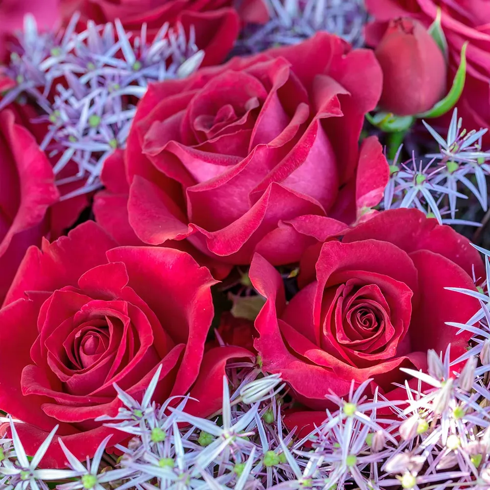 Bloomables® Stiletto Rose - Compact Floribunda Rose Bush 2