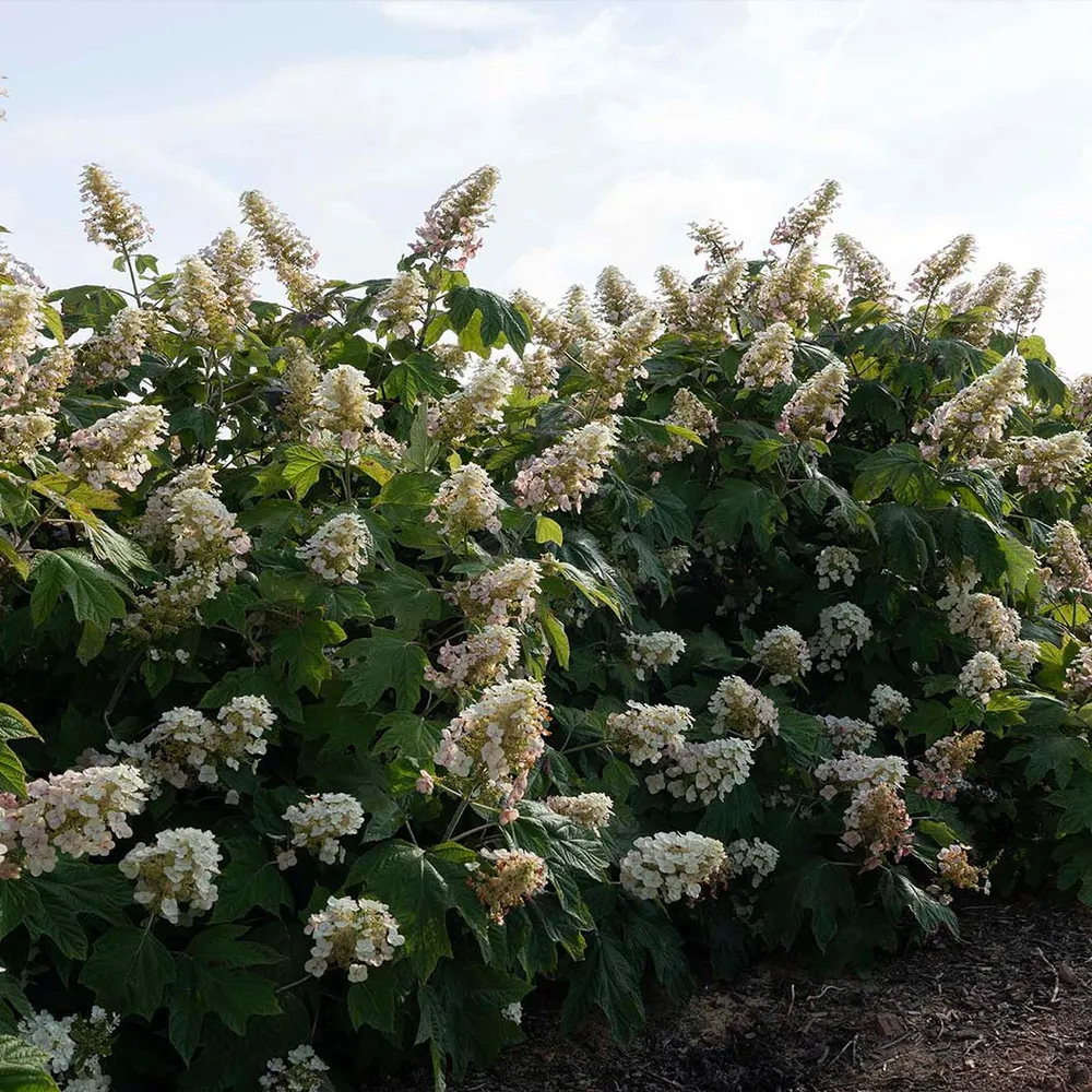 Autumn Reprise Oakleaf Hydrangea Shrub - Seasonal Ornamental Flowering Plant 2