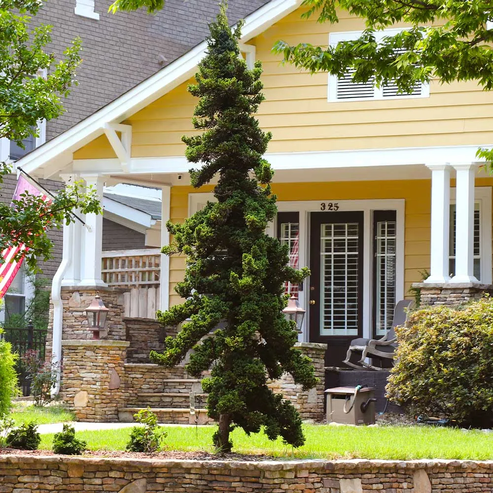 Slender Hinoki Cypress Tree (Chamaecyparis obtusa 'Gracilis') 1