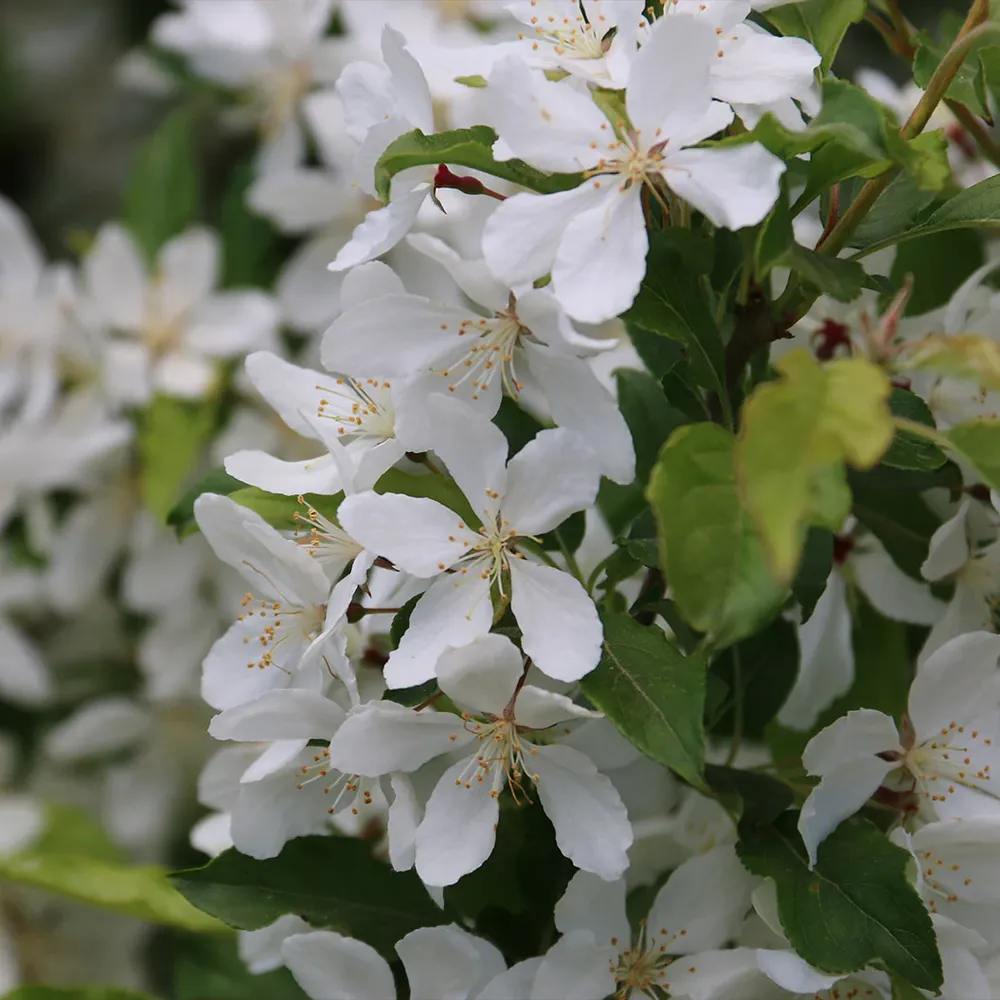 Snow Crystal® Crabapple Tree 3