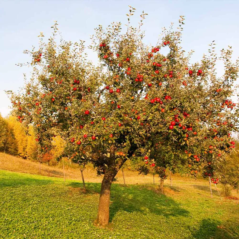 Red Delicious Apple Tree - Classic Home Orchard Fruit Tree 1
