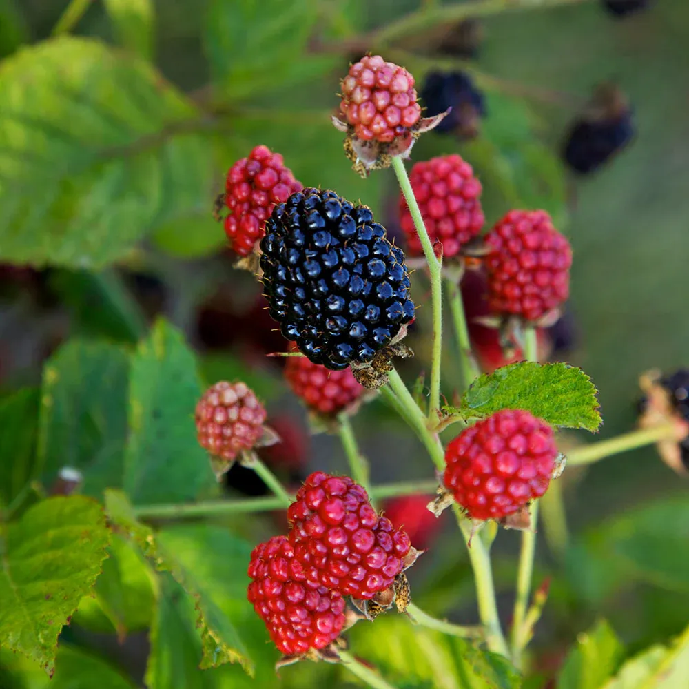 Baby Cakes® Blackberry Bush - Thornless Dwarf Fruit Plant 1