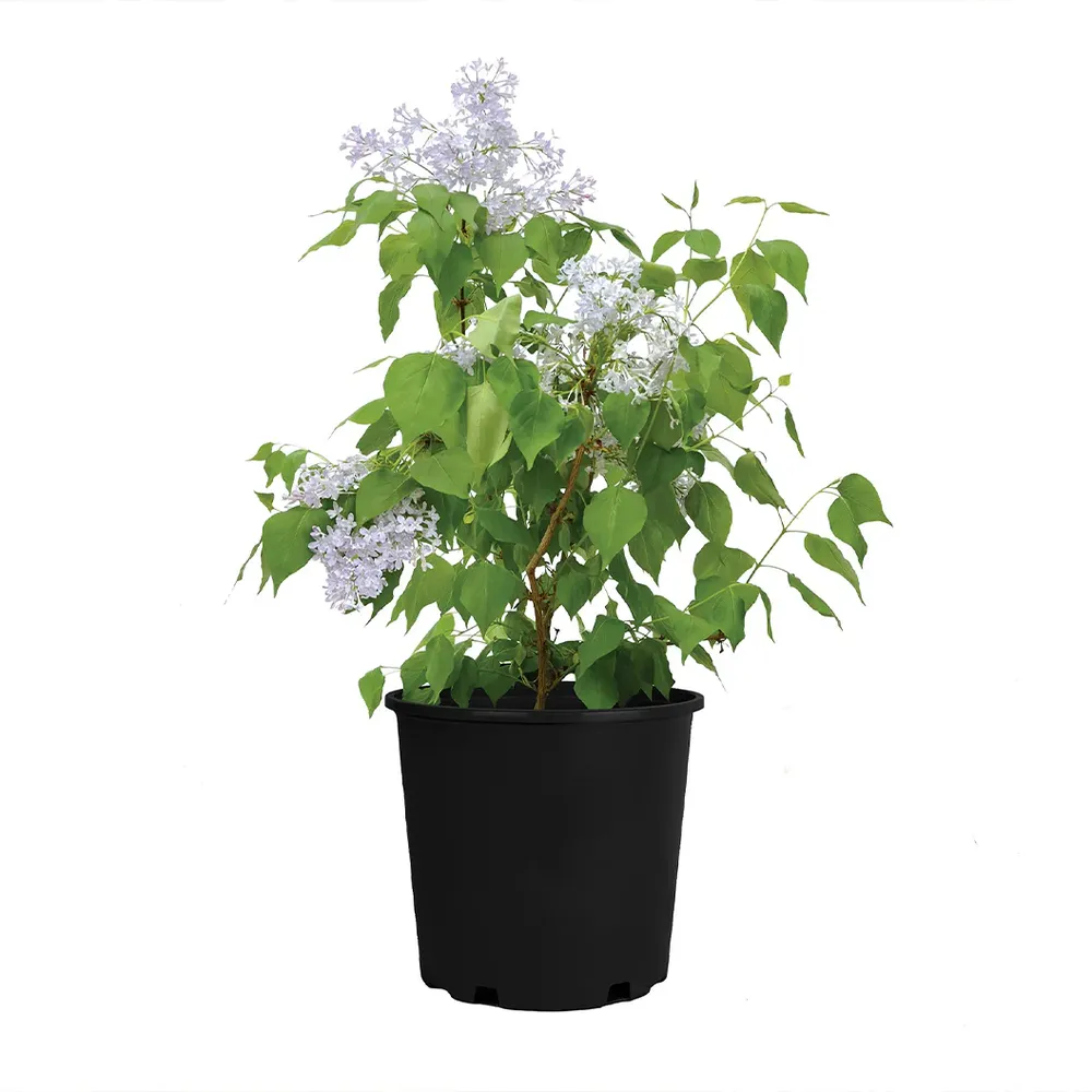 Lavender Syringa Shrub - Fragrant Deciduous Flowering Bush 4