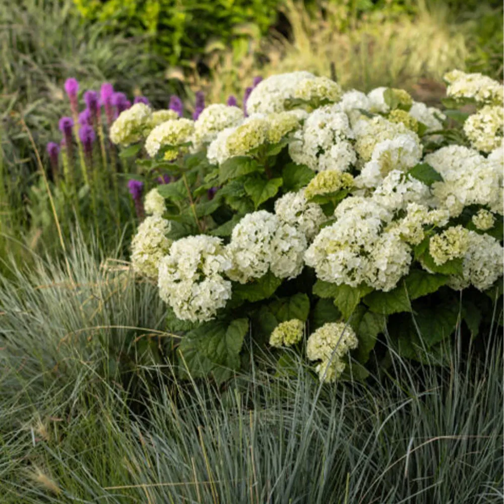 FlowerFull® Smooth Hydrangea Arborescens Deciduous Flowering Shrub 3