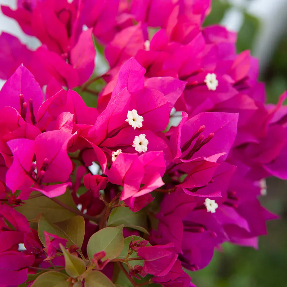 Barbara Karst Bougainvillea Vine - Vibrant Magenta Climbing Flowering Plant