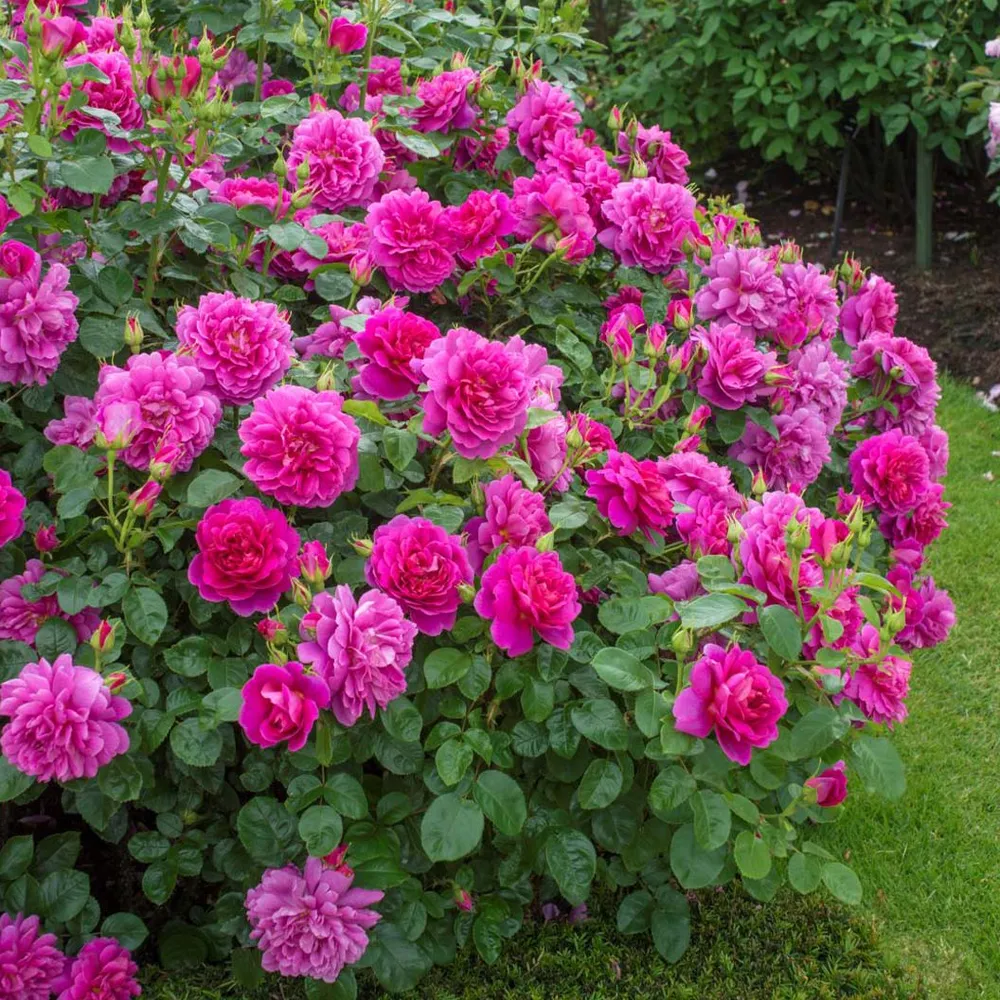 David Austin® Princess Anne™ Rose Shrub - Deep Pink English Rose