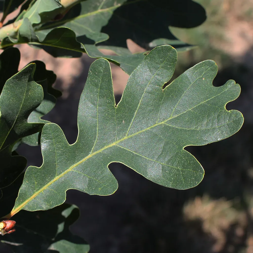 Crimson Spire™ Oak Tree - Columnar Deciduous Landscape Specimen 2