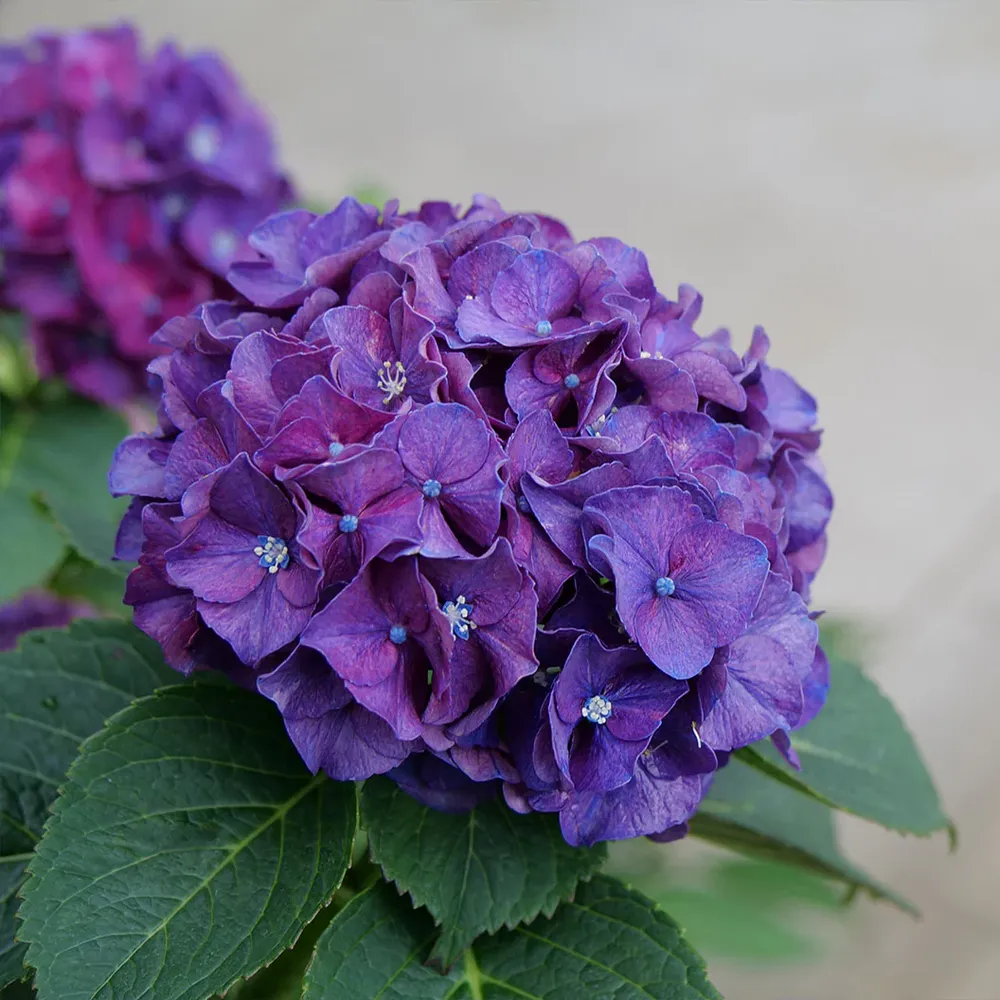 Proven Winners® Wee Bit Grumpy® Hydrangea - Compact Reblooming Bigleaf Shrub 2
