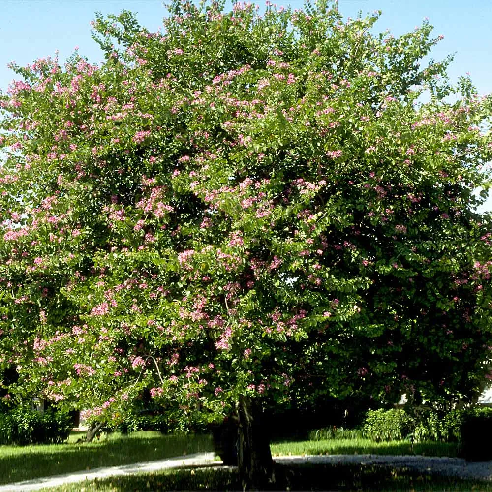 Hong Kong Orchid Tree (Bauhinia blakeana) Ornamental Flowering Tree 3