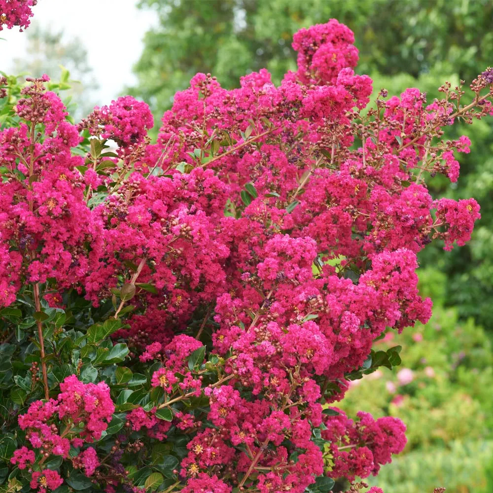 Tonto Crape Myrtle Tree - Compact Deciduous Flowering Shrub 2