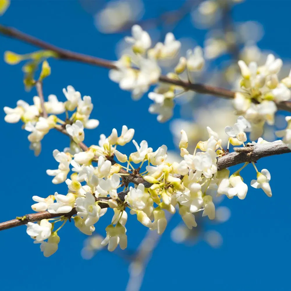 Vanilla Twist Redbud Tree (Cercis canadensis) - Ornamental Twisted Branch Variety