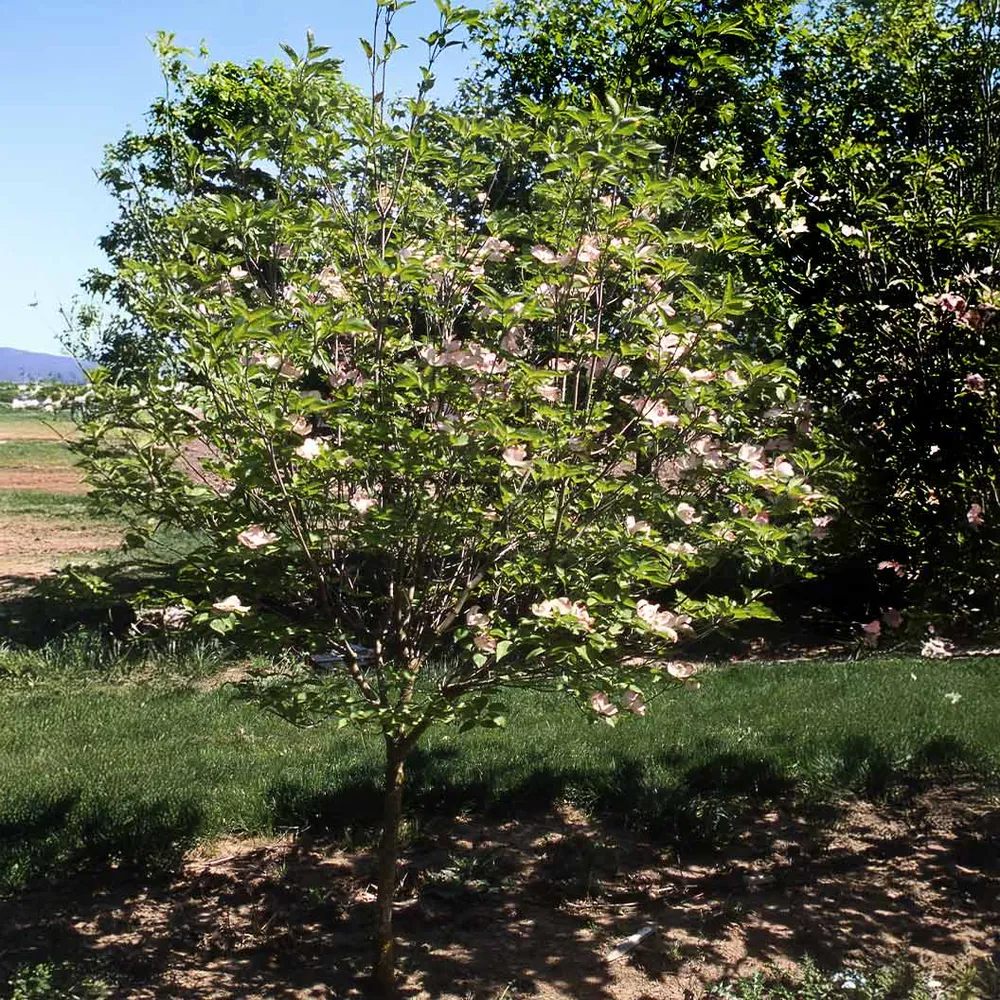 Prairie Pink Dogwood Tree (Cornus florida) 2