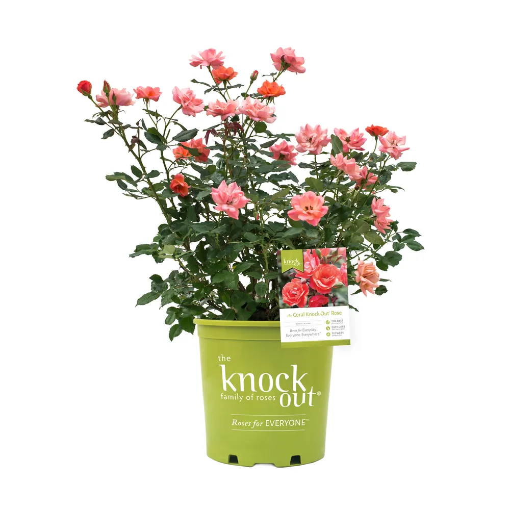 Coral Knock Out Rose Shrub - Continuous Blooming Disease-Resistant Garden Plant 3