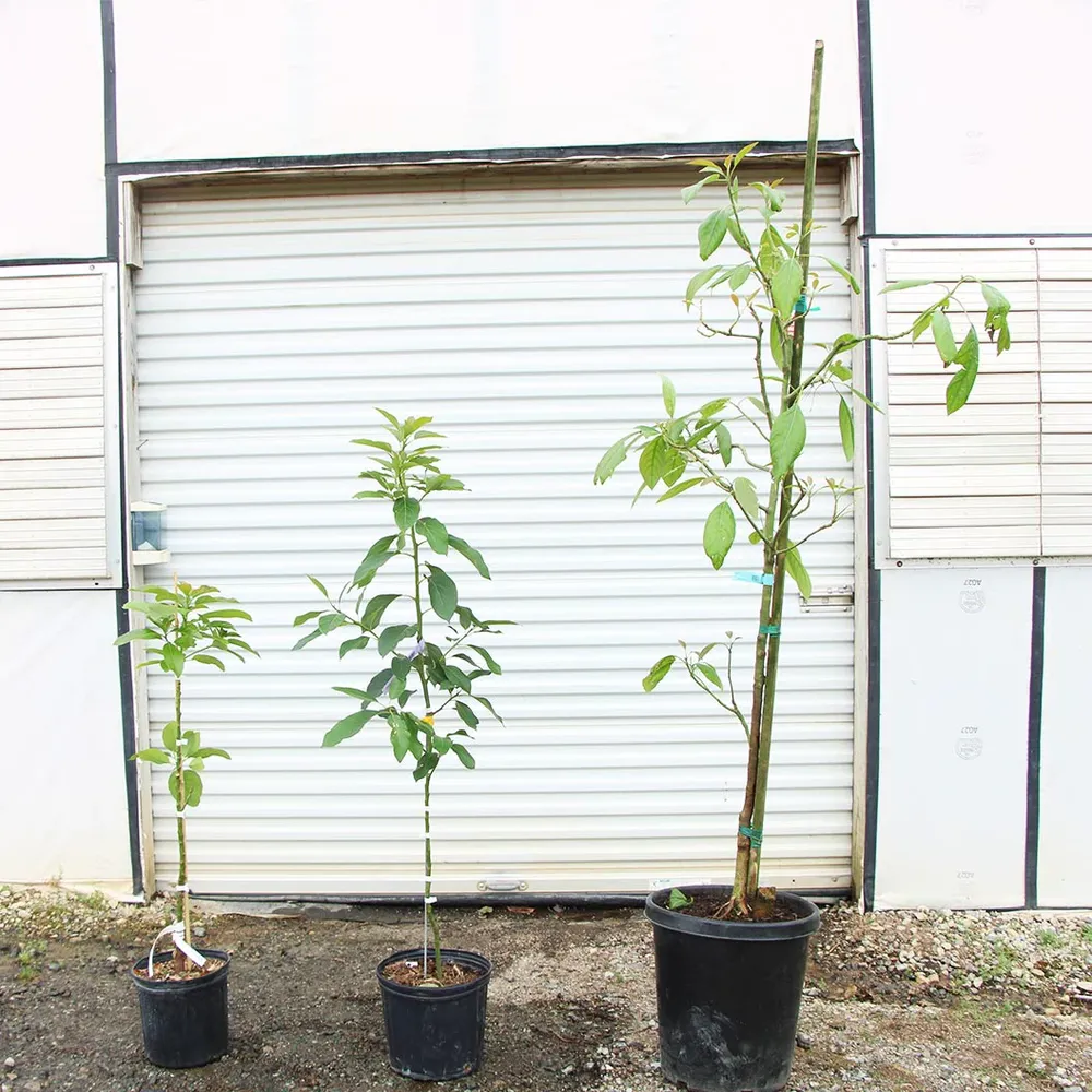 Hass Avocado Tree - Live Fruit-Bearing Plant for Home and Garden 7