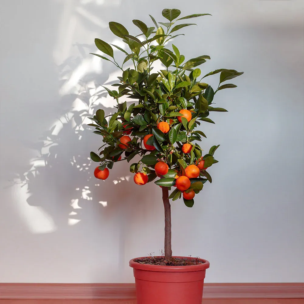 Dancy Tangerine Tree (Citrus Reticulata) Live Fruit Plant 1
