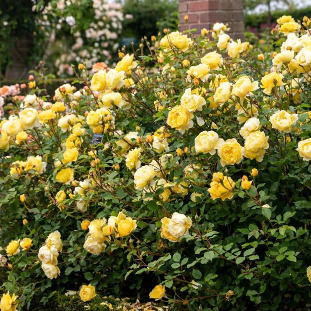 David Austin® The Poet's Wife Rose Shrub 2