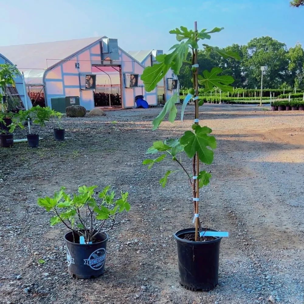 Brown Turkey Fig Bush - Hardy Fruit-Bearing Ficus Carica 2