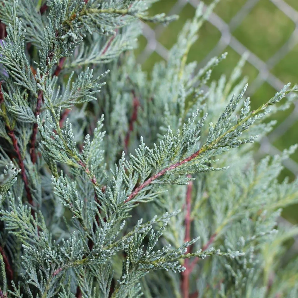 Moonglow Juniper Tree - Silver-Blue Evergreen Conifer for Landscape Planting 1