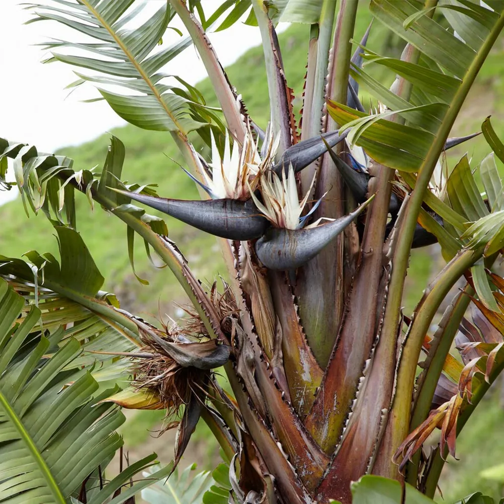 White Bird of Paradise (Strelitzia nicolai) Indoor Tropical Houseplant