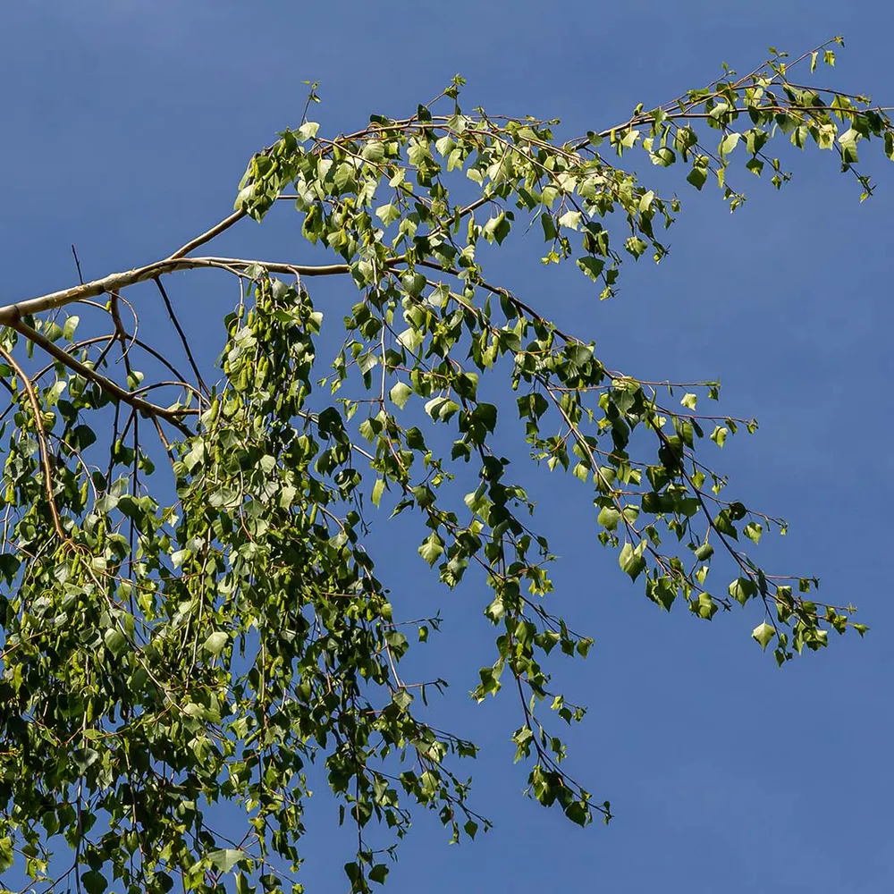 City Slicker® River Birch Tree (Betula nigra) 2