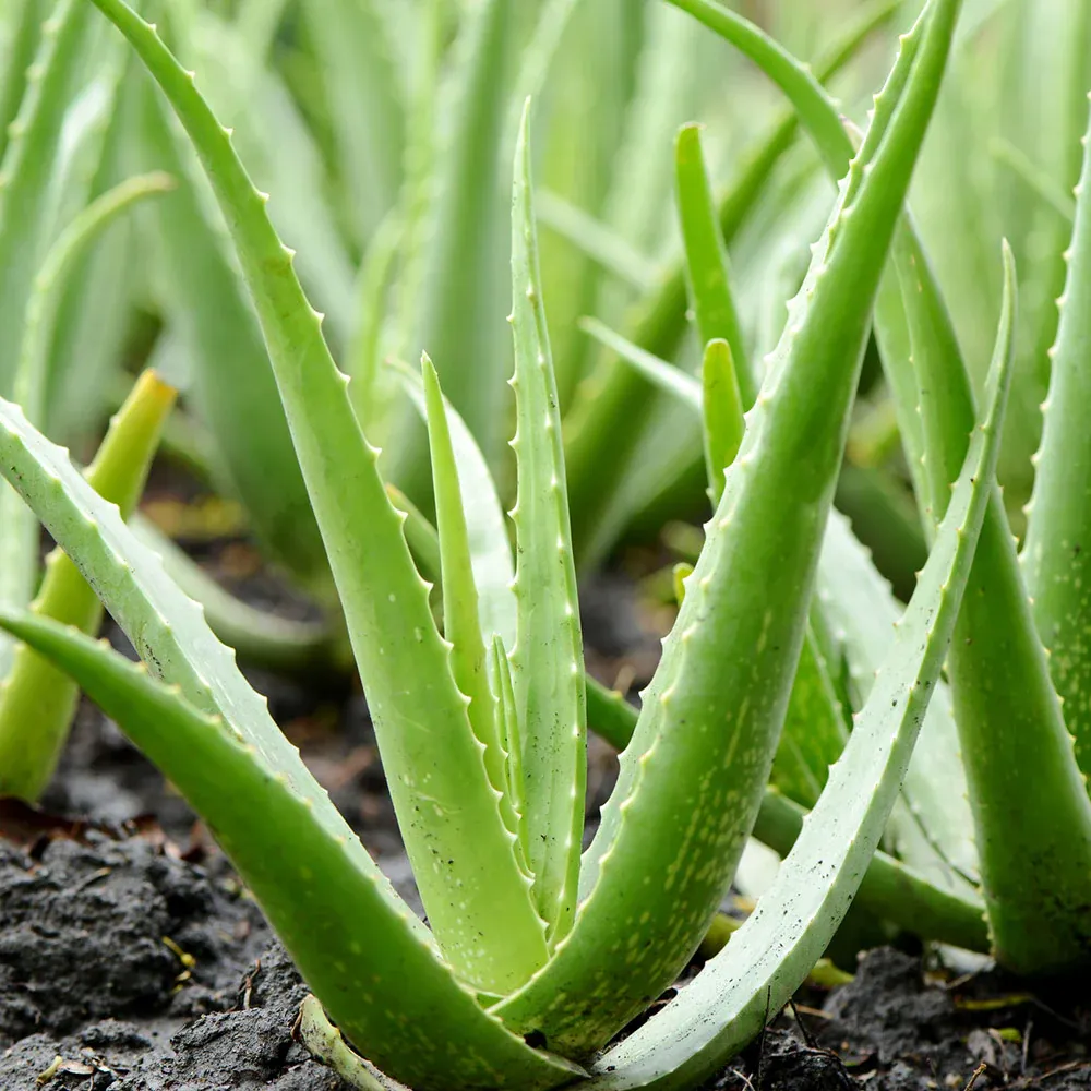 Live Aloe Vera Plant - Resilient Indoor Succulent for Home Decor 2