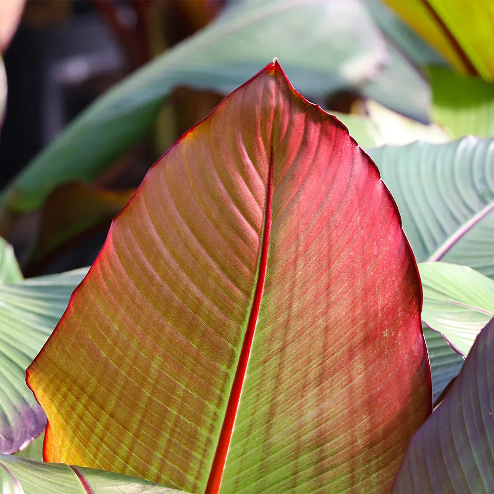 Red Abyssinian Banana Tree (Ensete ventricosum 'Maurelii) - Tropical Ornamental Plant 2