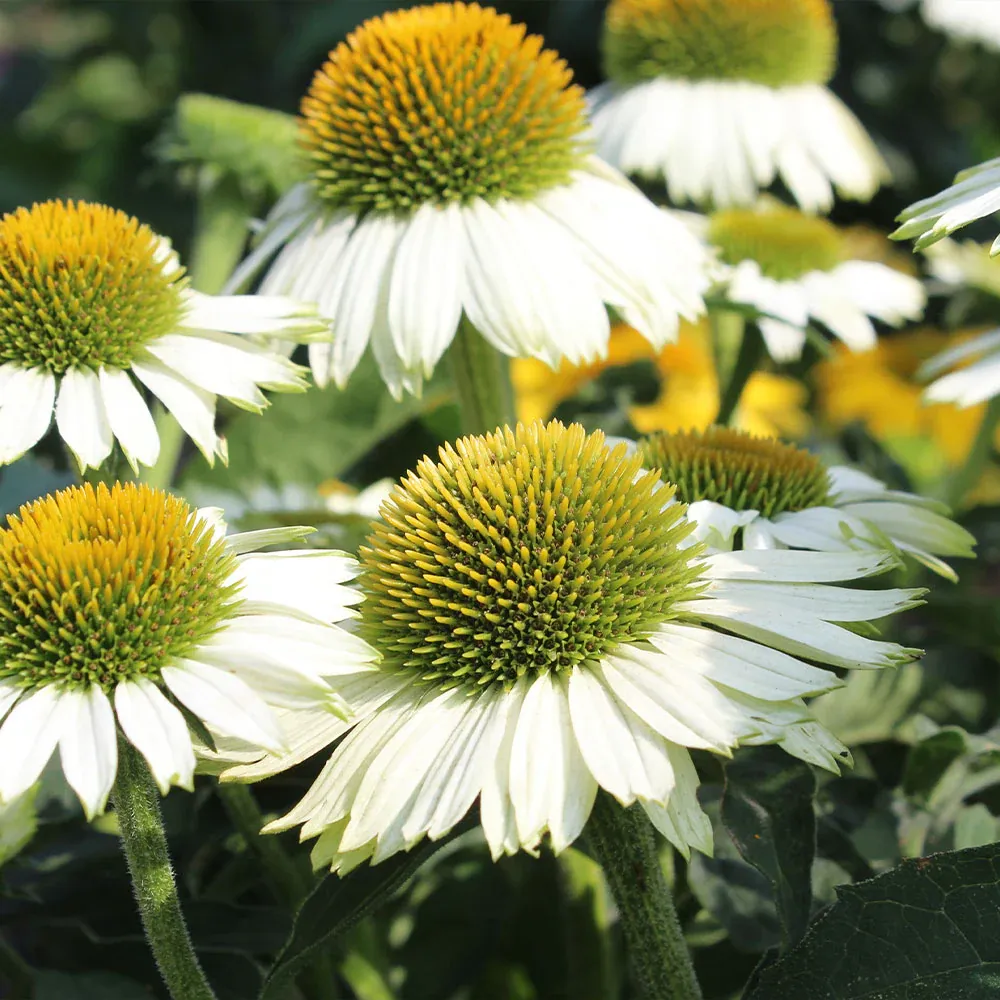 PowWow® White Coneflower (Echinacea) Hardy Perennial Garden Plant