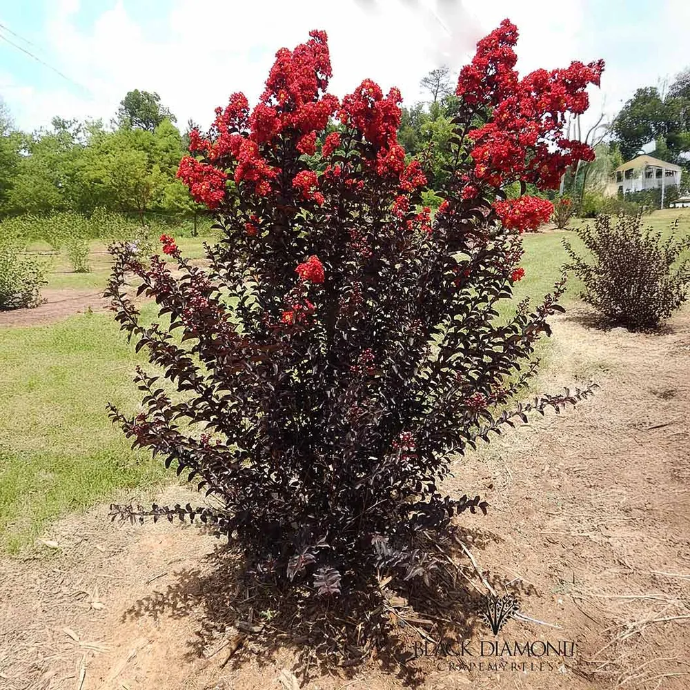 Crimson Crown™ Crape Myrtle Shrub - Dark Foliage Ornamental Plant