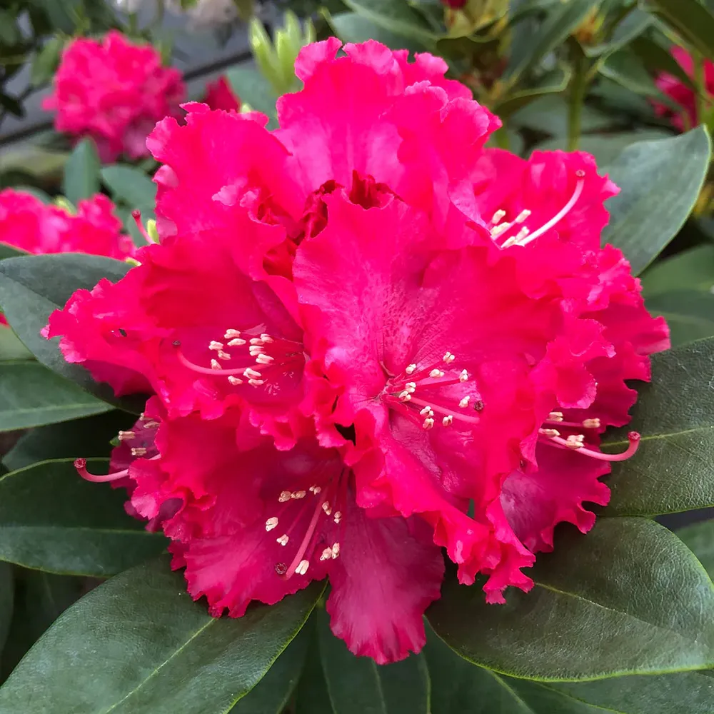 Holden's™ Red Hybrid Rhododendron Shrub 1