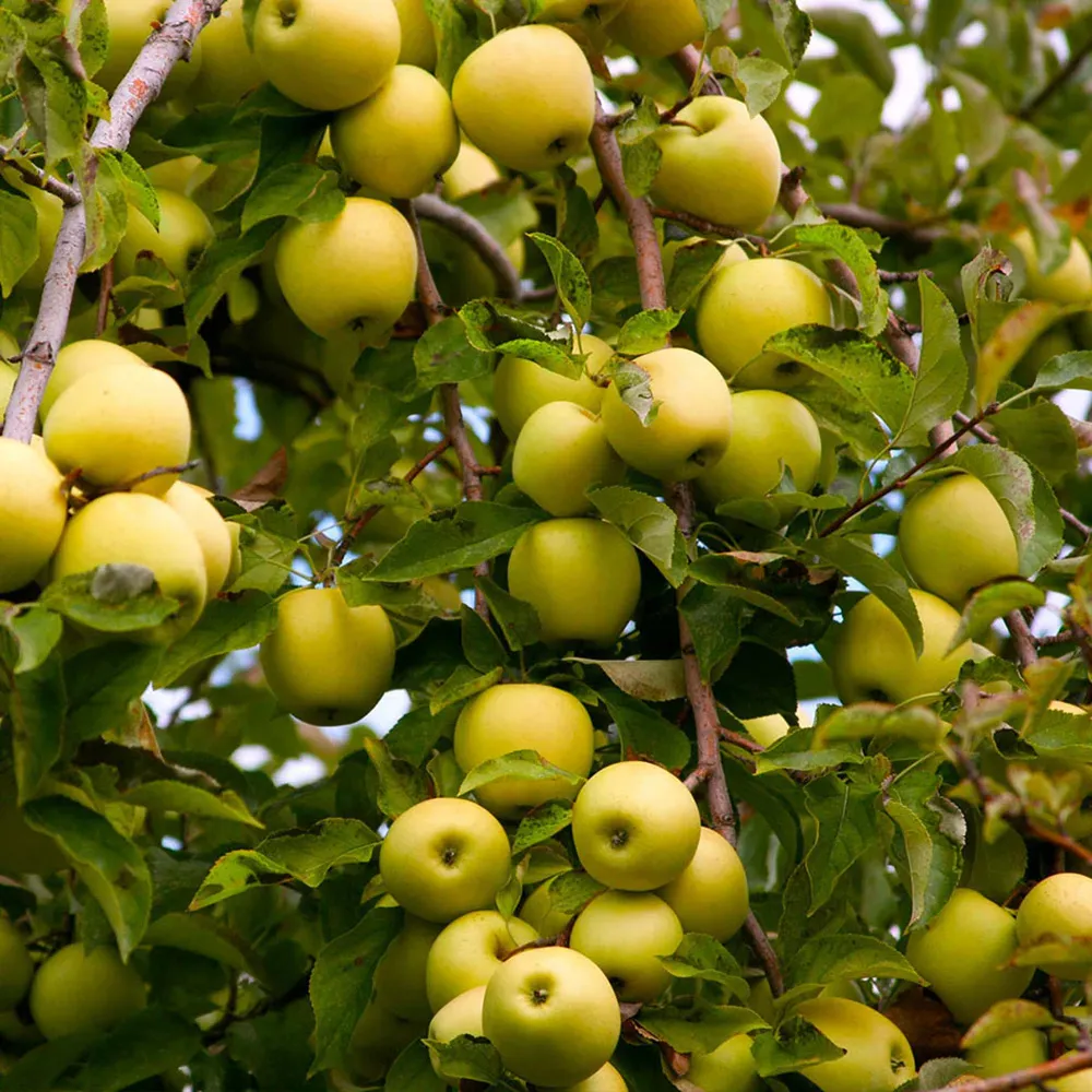 Golden Delicious Apple Tree - Self-Fertile Fruit Bearing Sapling