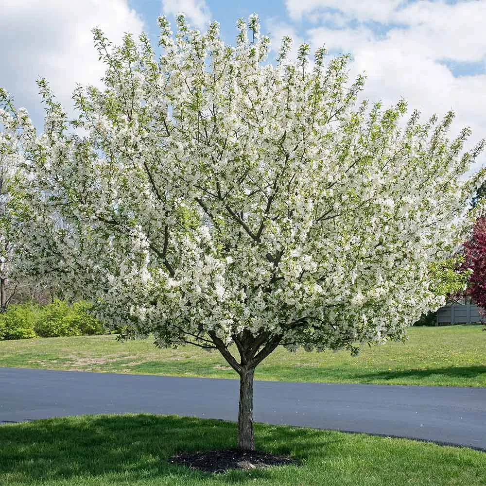 Sweet Sugar Tyme® Crabapple Deciduous Flowering Tree