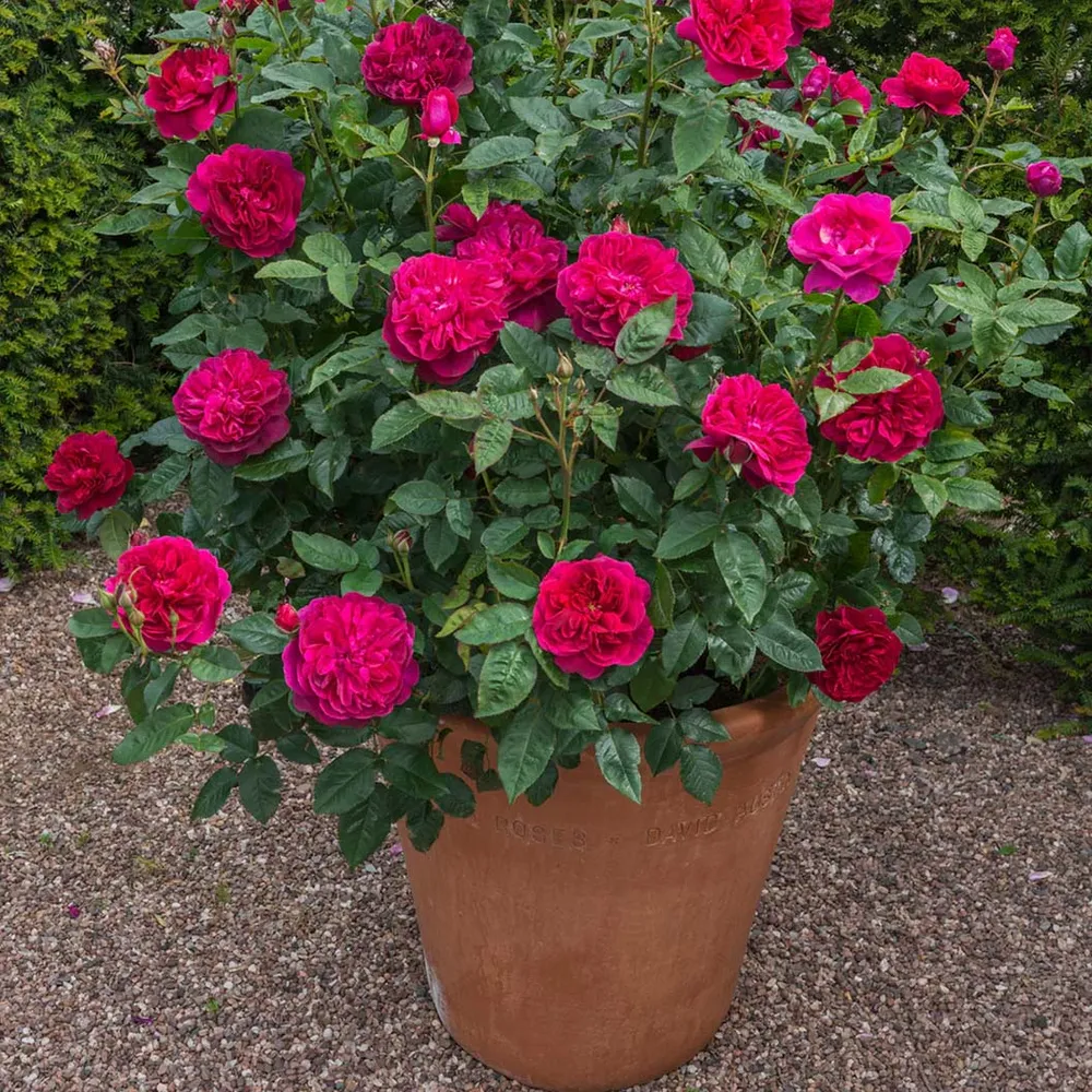David Austin® Darcey Bussell® English Shrub Rose - Deep Crimson Repeat Flowering Shrub 4
