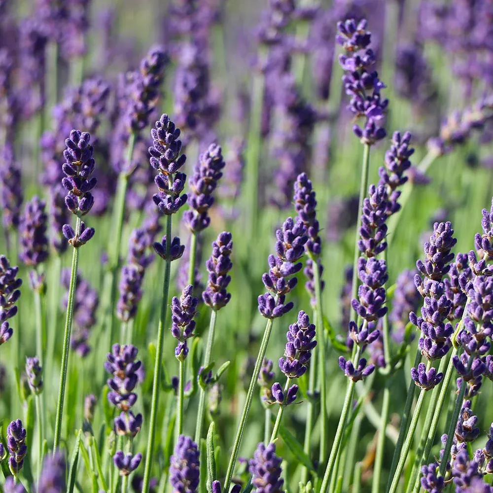 Hidcote Purple Lavender Plant - Compact Hardy Perennial Herb 3