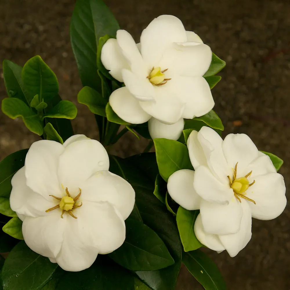 Gardenia Buttons Shrub - Compact Evergreen Flowering Plant
