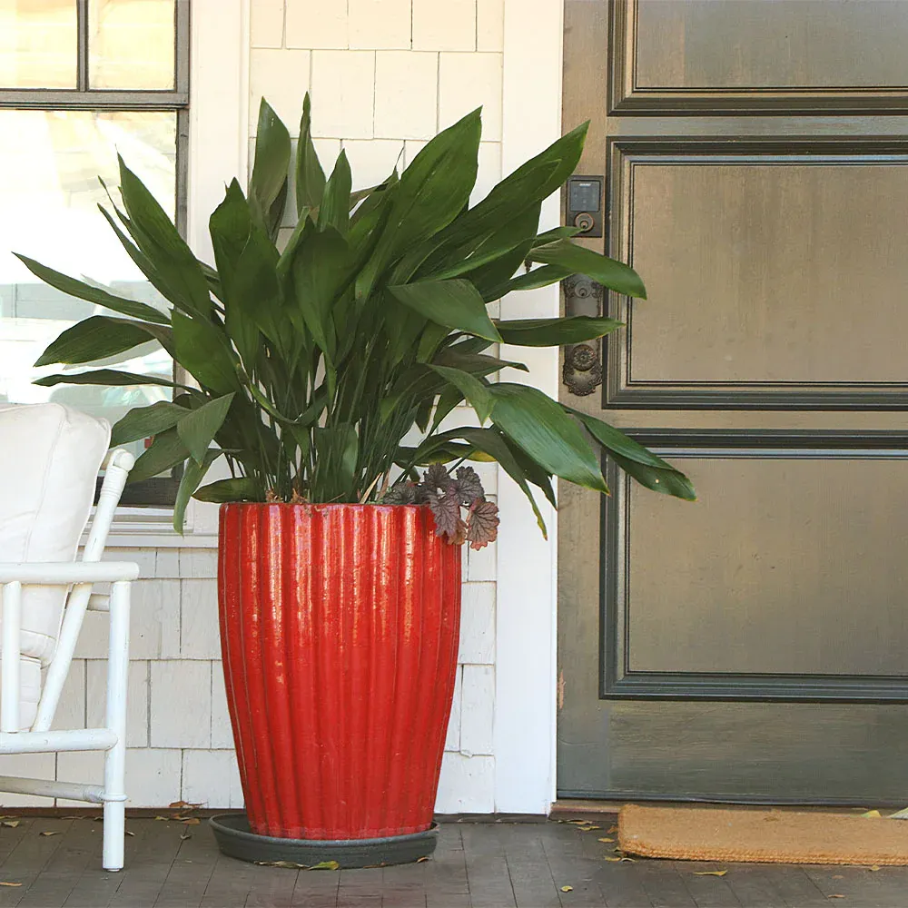 Cast Iron Plant (Aspidistra elatior) Hardy Indoor Evergreen Houseplant 4