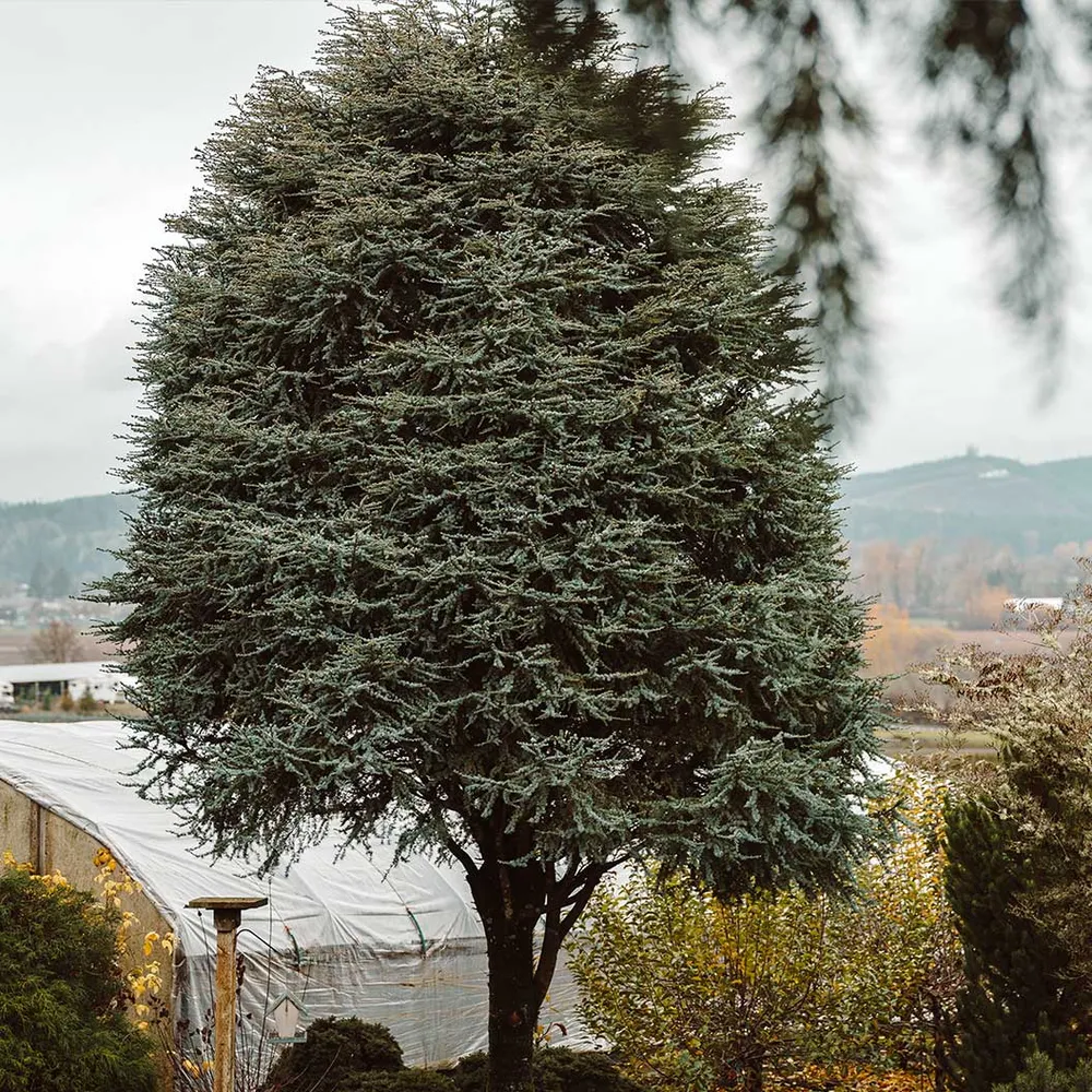 Horstmann Blue Atlas Cedar Tree (Cedrus atlantica 'Horstmann')
