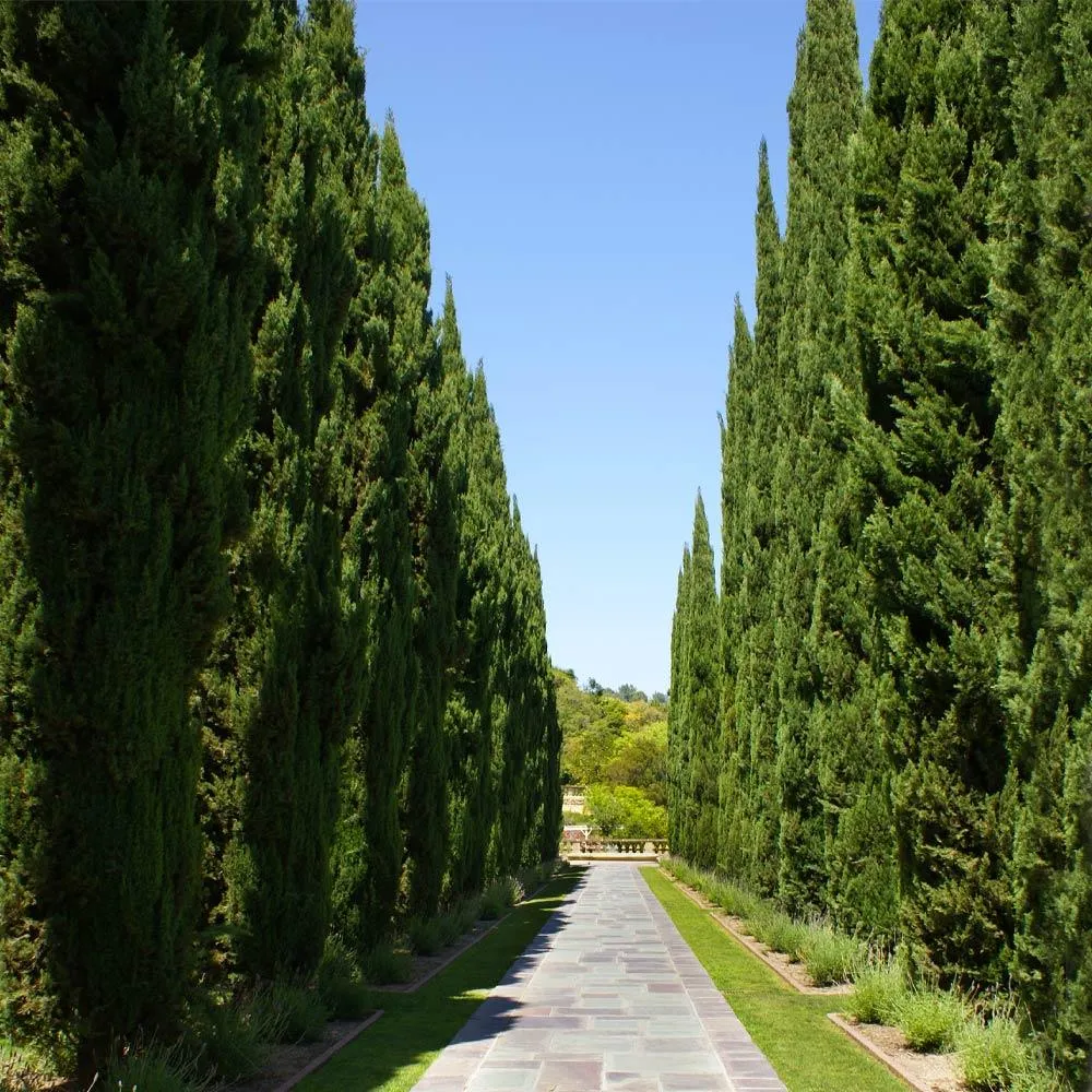 Italian Cypress Tree - Drought Tolerant Columnar Evergreen for Arizona Landscapes 2