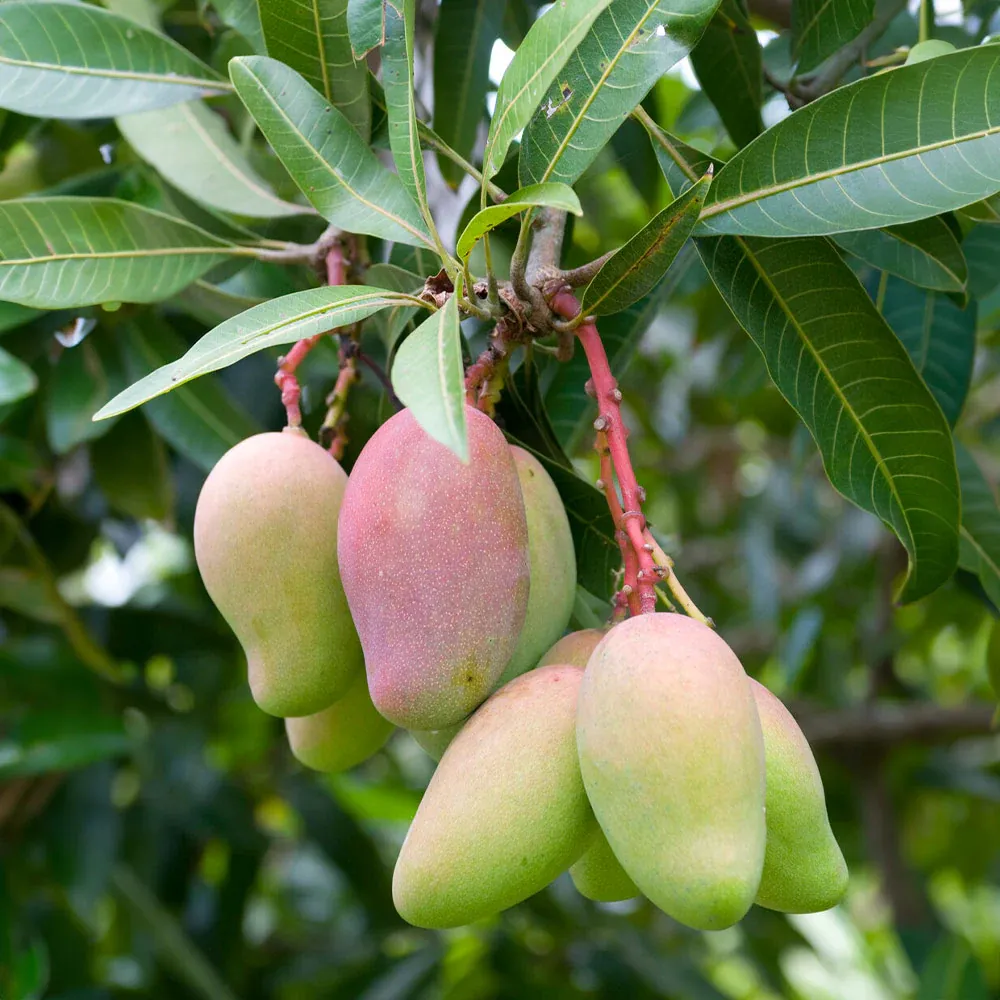 Valencia Pride Mango Fresh Tropical Fruit