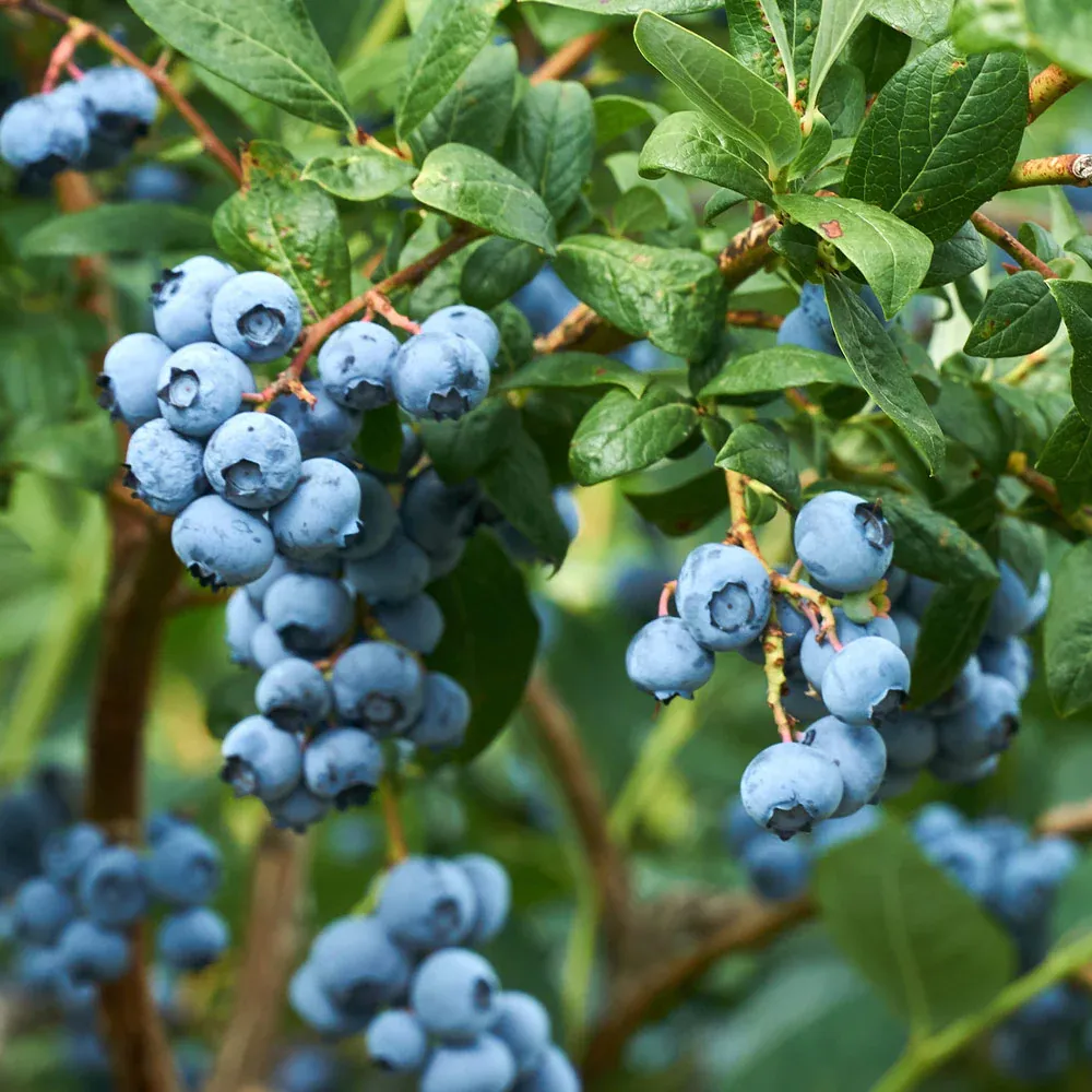 Emerald Blueberry Bush - Northern Highbush Fruit-Bearing Shrub