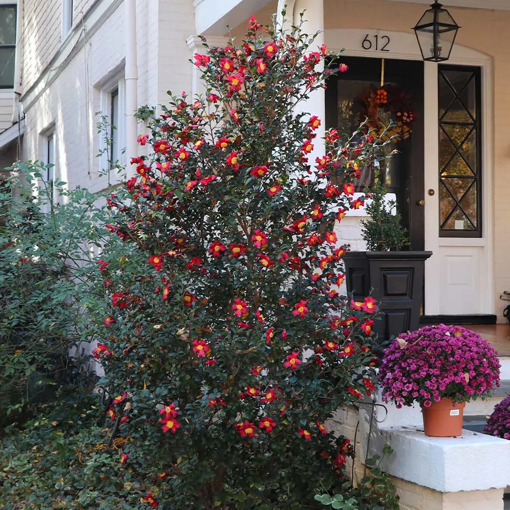 Yuletide Camellia Sasanqua Evergreen Winter Flowering Shrub 2