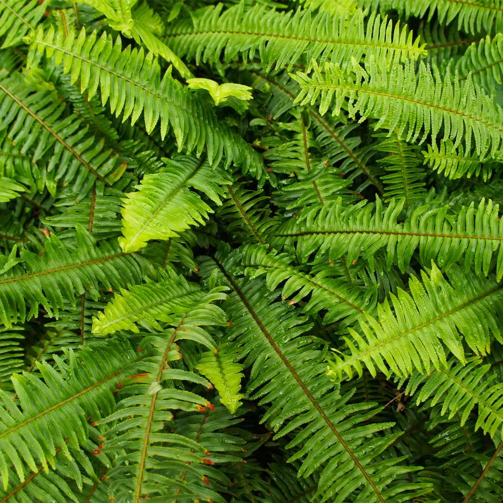 Kimberly Queen Fern (Nephrolepis obliterata) Potted Indoor and Outdoor Plant 2