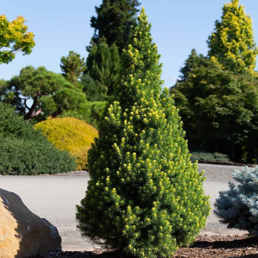 Rainbow’s End Alberta Spruce Tree - Dwarf Conical Evergreen