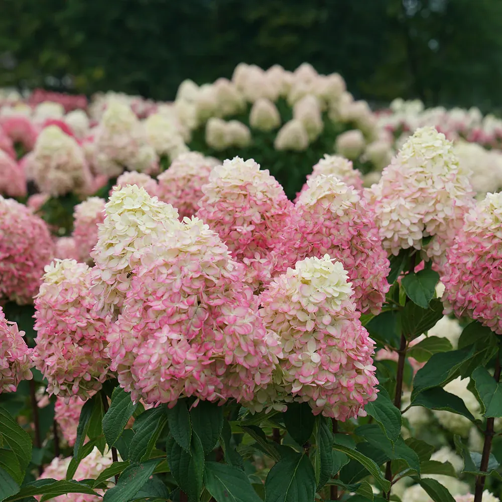 Limelight Prime® Hydrangea Shrub - Hardy Flowering Landscape Plant