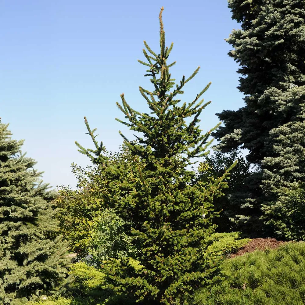 Hillside Upright Norway Spruce Artificial Christmas Tree