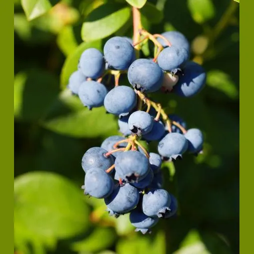 Duke Blueberry Bush - Northern Highbush Early-Season Fruit Shrub