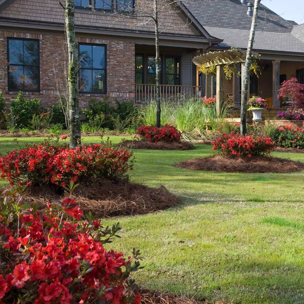 Autumn Embers Encore Azalea Shrub - Reblooming Evergreen Landscape Plant 1