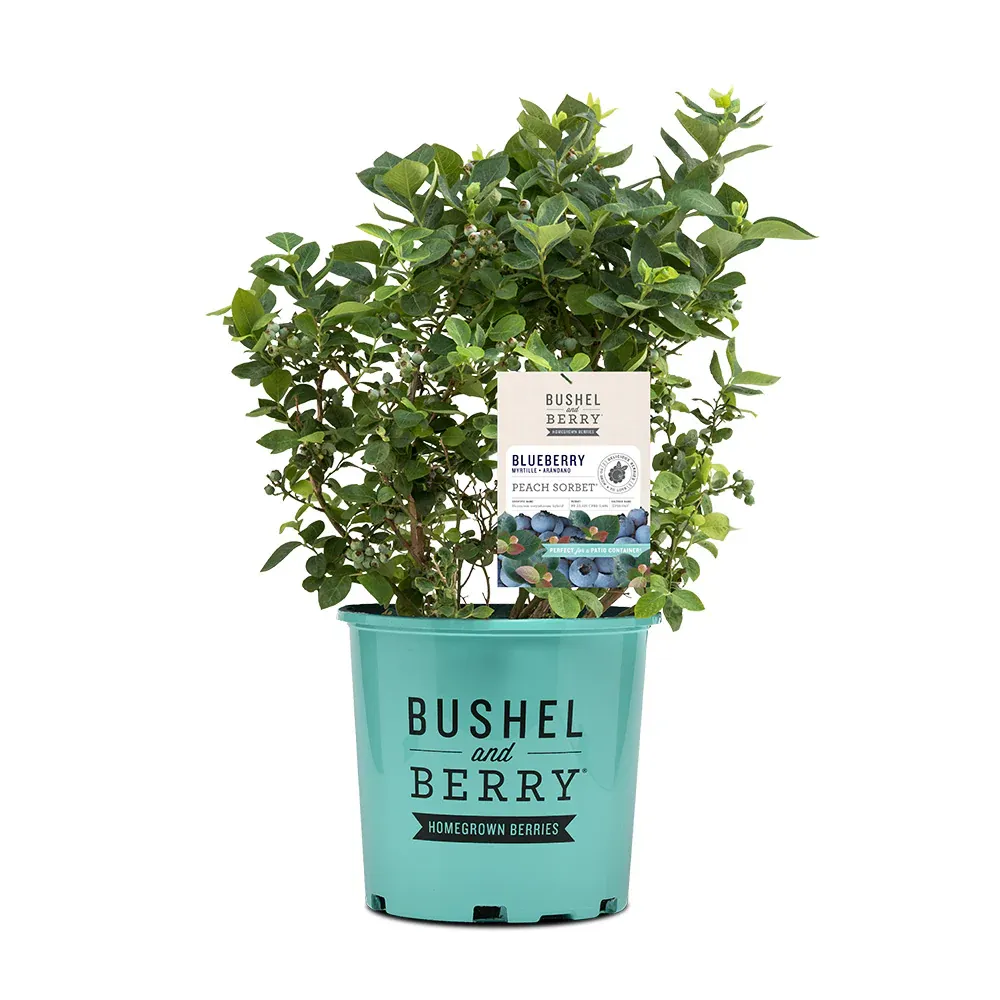 Bushel and Berry® Peach Sorbet™ Blueberry Bush - Compact Ornamental Shrub 5