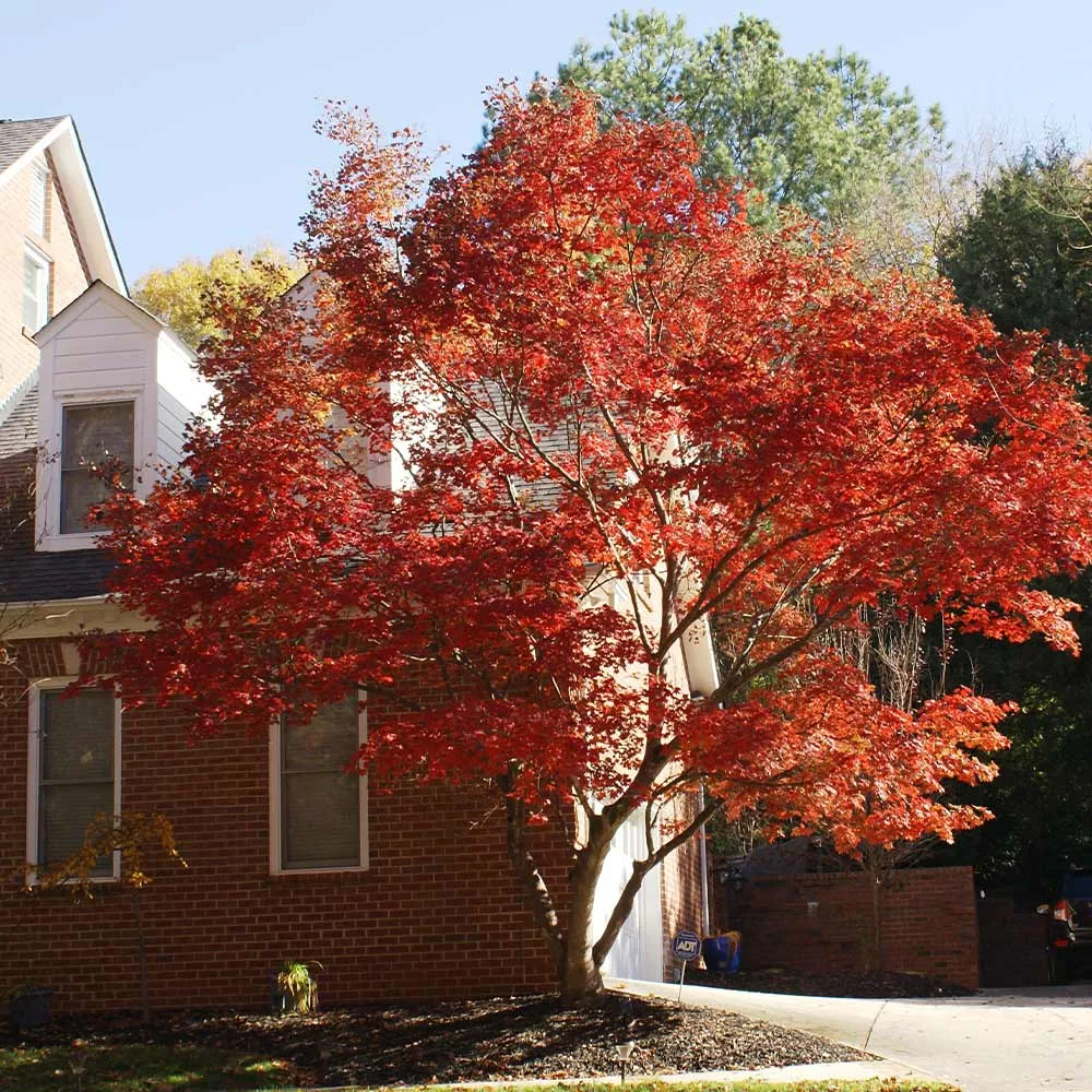 Red Japanese Maple Tree (Acer Palmatum) for Ornamental Garden Landscaping 1
