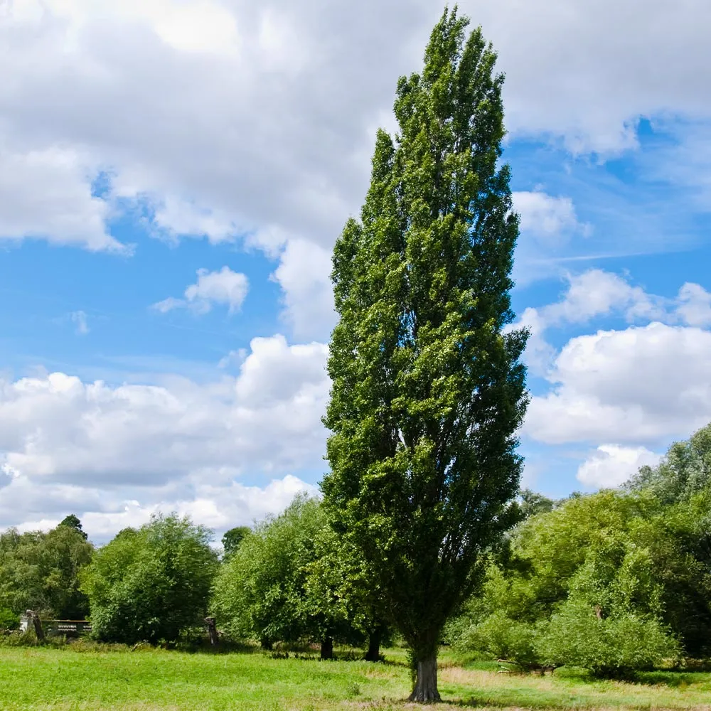 Lombardy Poplar Tree (Populus nigra 'Italica') - Columnar Deciduous Privacy Tree 1