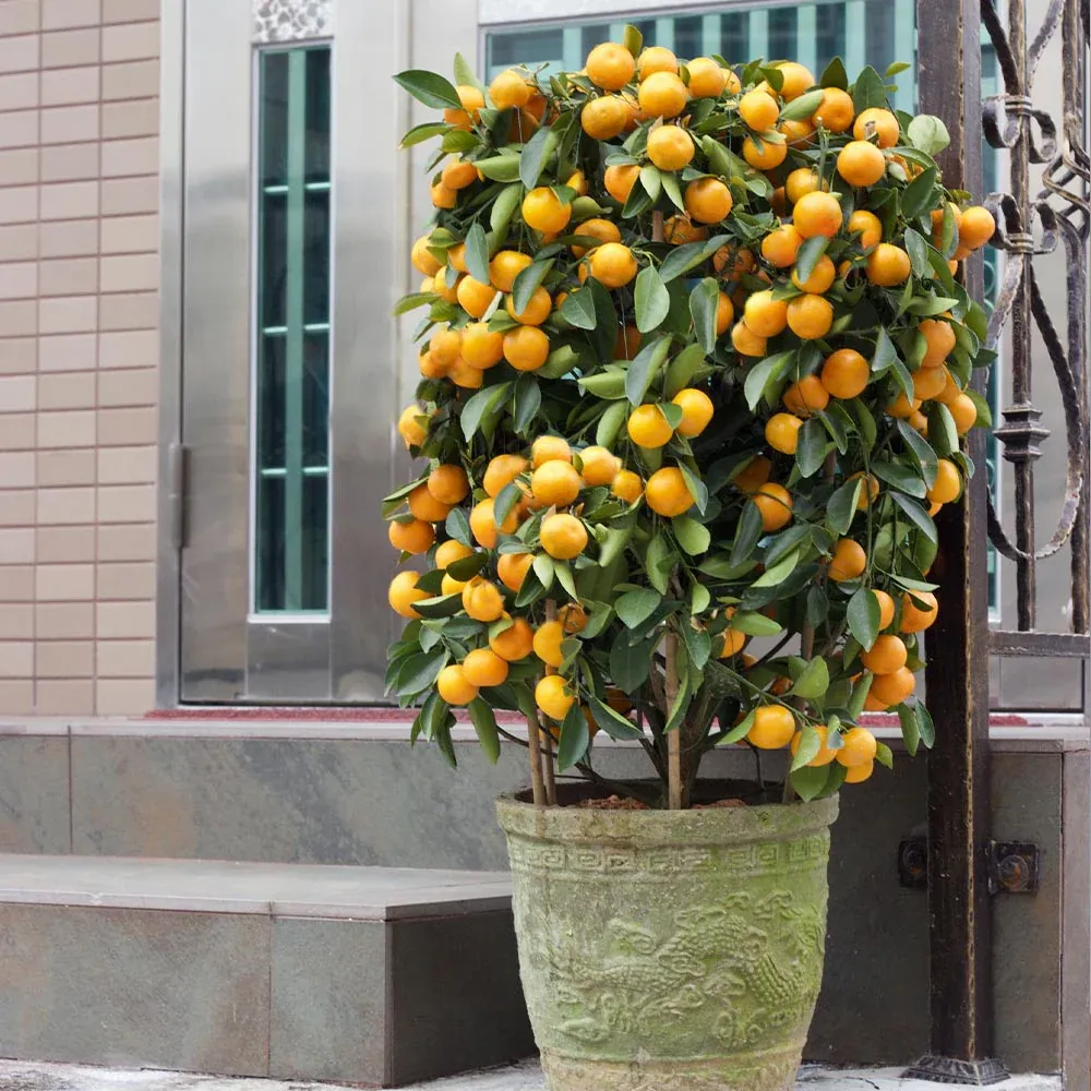 Nules Clementine Bush - Evergreen Citrus Fruit Tree 2